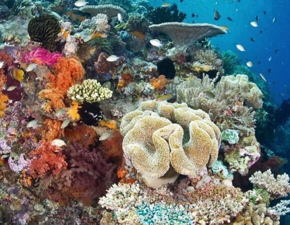 Red Sea Diving Safari from Safaga Port