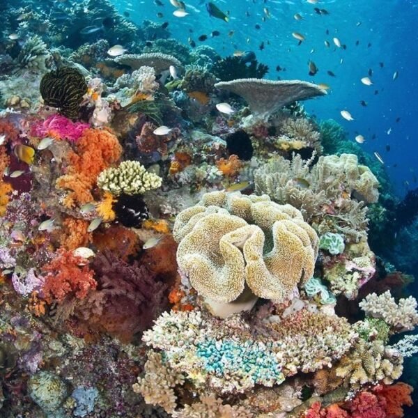 Red Sea Diving Safari from Safaga Port