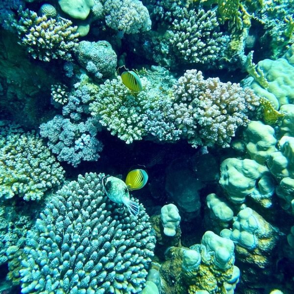 Red Sea Diving, Egypt