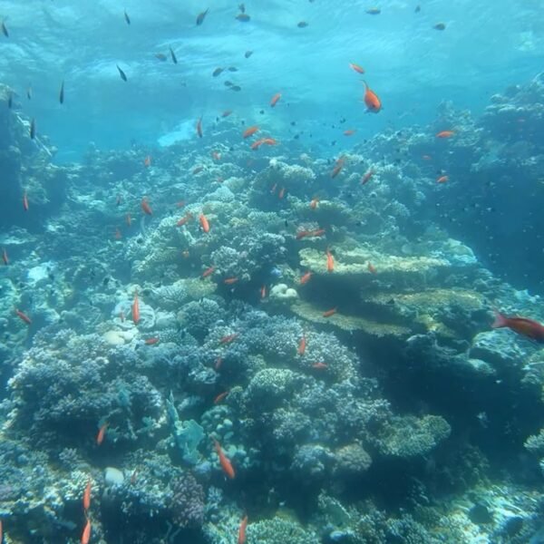 Egypt, hurghada snorkeling