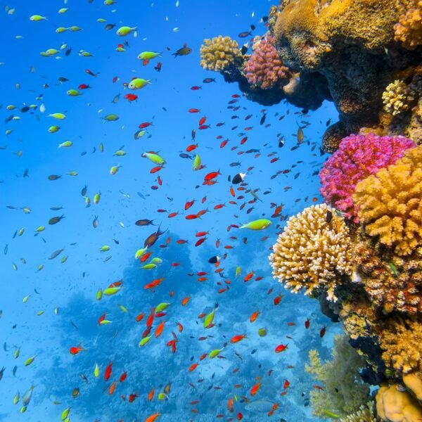 Egypt, hurghada snorkeling