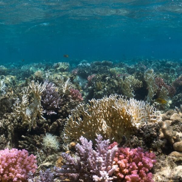Red Sea Diving, Egypt