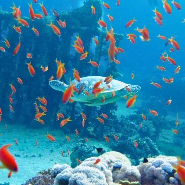 Egypt, hurghada snorkeling