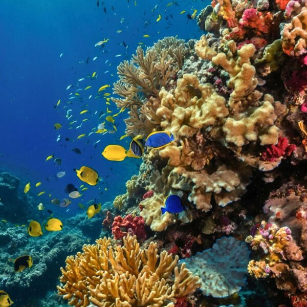 Red Sea Diving, Egypt